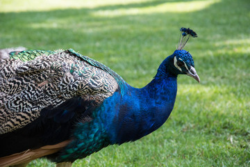 Obraz premium Pfau in Portugal