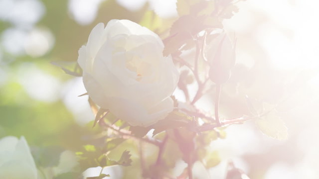 white brier rose flower on bush