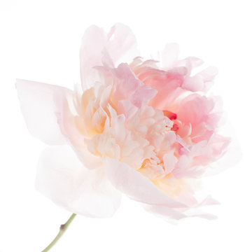 Fototapeta peony on the white