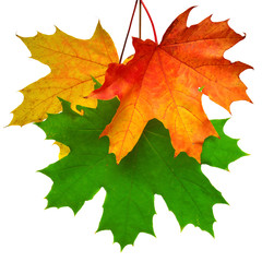 Branch with autumn maple leaf