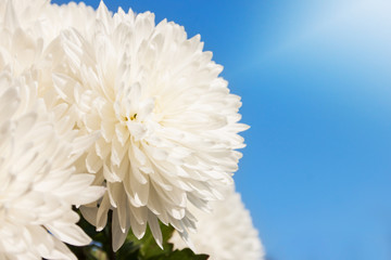 White Daisy Flower Under the Sky