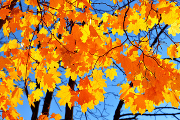 Yellow maple leaf