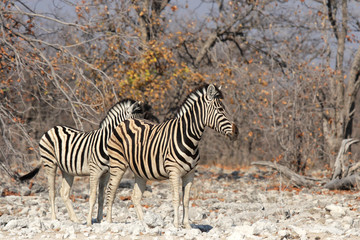 Fototapeta na wymiar Zwei Steppenzebras im Etosha-Nationalpark, Namibia