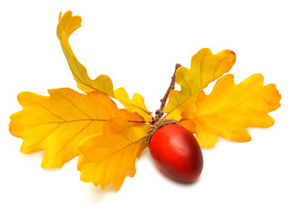 Branch with acorns and leaves