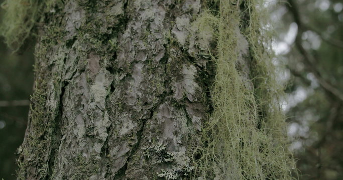 Close up look of the beard lichen attached on the spruce