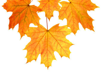 Fototapeta na wymiar Branch with autumn maple leaf