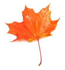 Red leaf