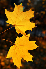 Yellow maple leaf