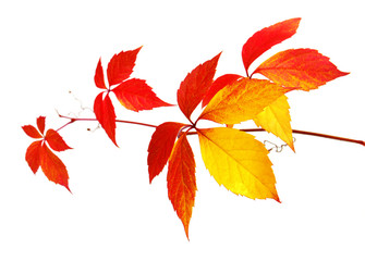 Beautiful autumn tree branch with leaves of wild grapes