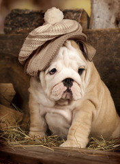 english bulldog puppy knitted hat