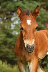 Cute brown foal portrait in summer
