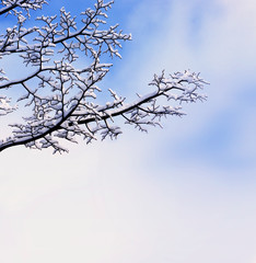 Fototapeta na wymiar Winter background and snowfall. 