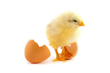 The yellow small chick