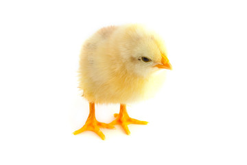 The yellow small chick
