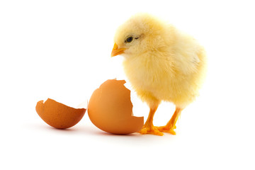 The yellow small chick