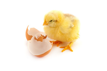 Fototapeta premium The yellow small chick