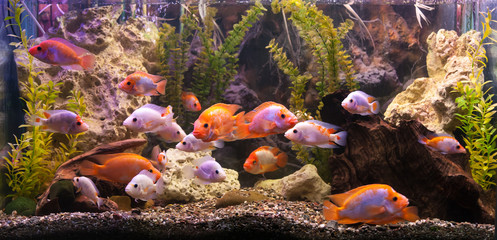 Fototapeta na wymiar Ttropical freshwater aquarium with fishes