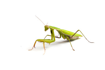 Mantis isolated on a white background