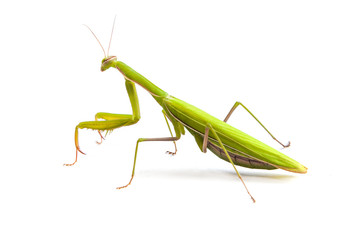 Mantis isolated on a white background