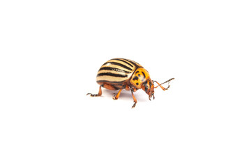 colorado potato beetles