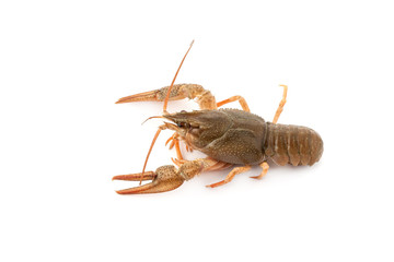 River raw crayfish