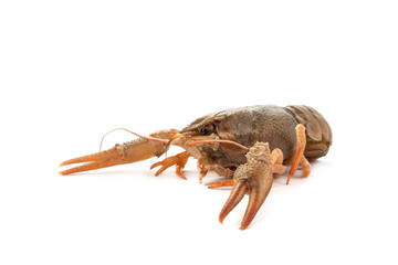 River raw crayfish