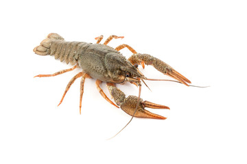 River raw crayfish