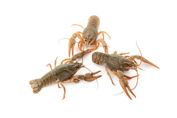 River raw crayfishes