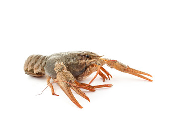 River raw crayfish