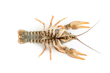 River raw crayfish