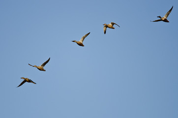 Flock of Northern Shovelers Flying in a Blue Sky