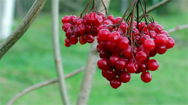 viburnum