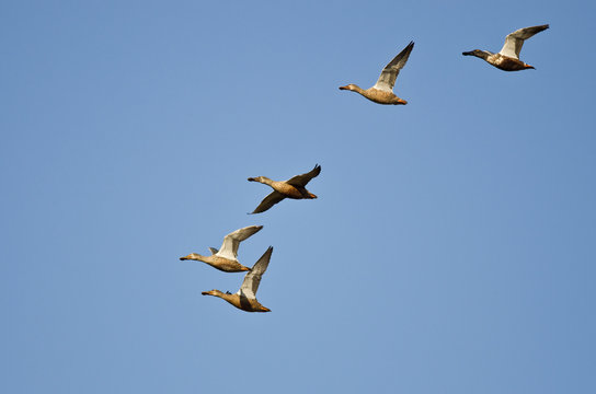 Flock of Northern Shovelers Flying in a Blue Sky