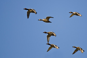 Flock of Redheads Flying in a Blue Sky