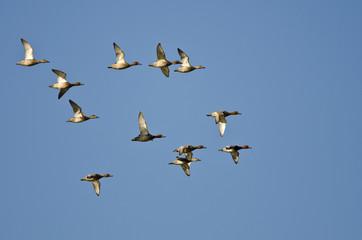 Flock of Redheads Flying in a Blue Sky