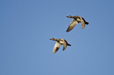 Pair of American Wigeons Flying in a Blue Sky