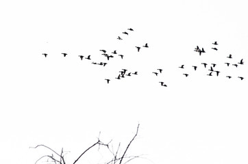 Flock of Ducks Silhouetted Against a White Background