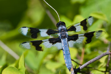 Dragonfly Perched on End of Twig