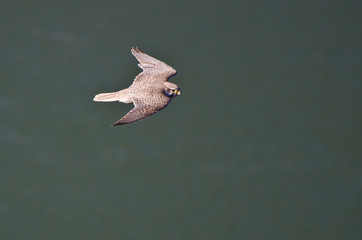Prairie Falcon in Flight Viewed From Above