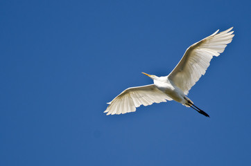 Great Egret Flying in a Blue Sky