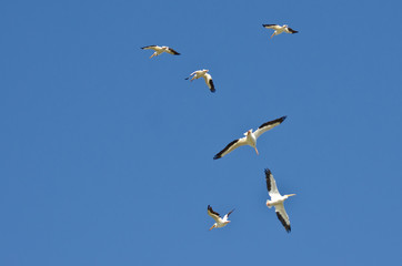 Flock of American White Pelican Flying in a Blue Sky
