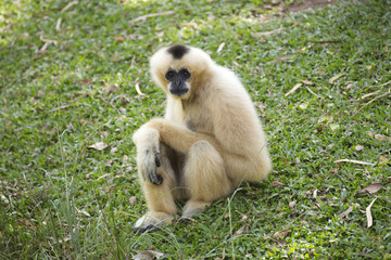 Gibbon on green grass
