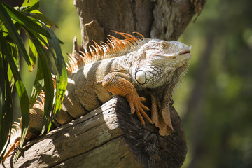 Close up Iguana