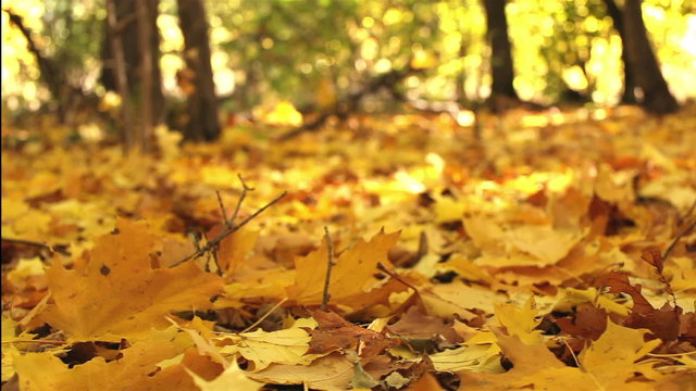 Autumn wood. Yellow leaves close up . Dolly shot