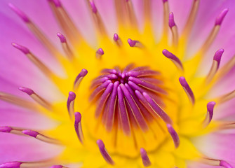 Obraz premium pink yellow water lily for abstract background