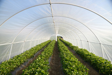 Strawberries in the greenhouse