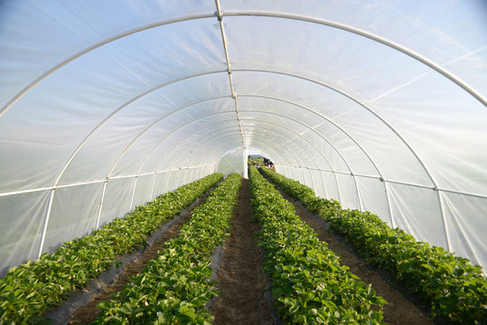 Strawberries in the greenhouse