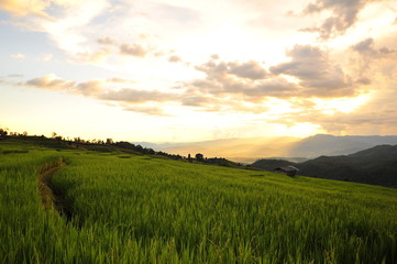 Fototapeta na wymiar Rice Terraced Fields at Sunset