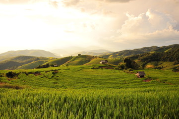 Fototapeta na wymiar Rice Fields Landscape at Sunset