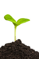 Heap dirt with a green plant sprout isolated